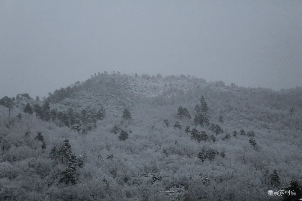 高清摄影 覆盖着许多树木的雪山