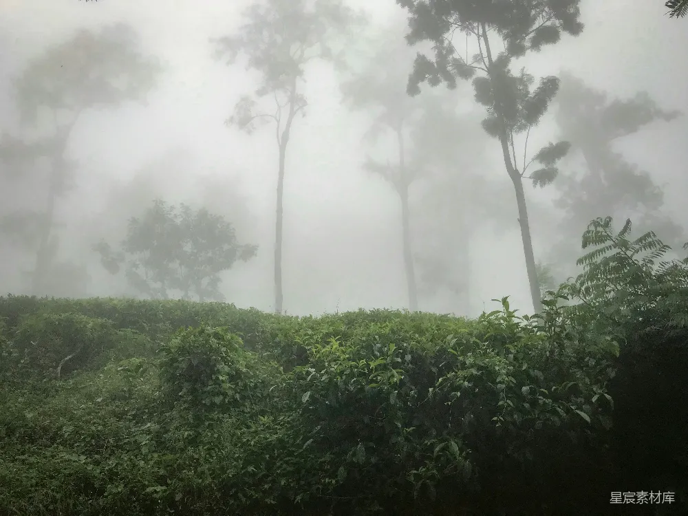 高清摄影 绿叶植物