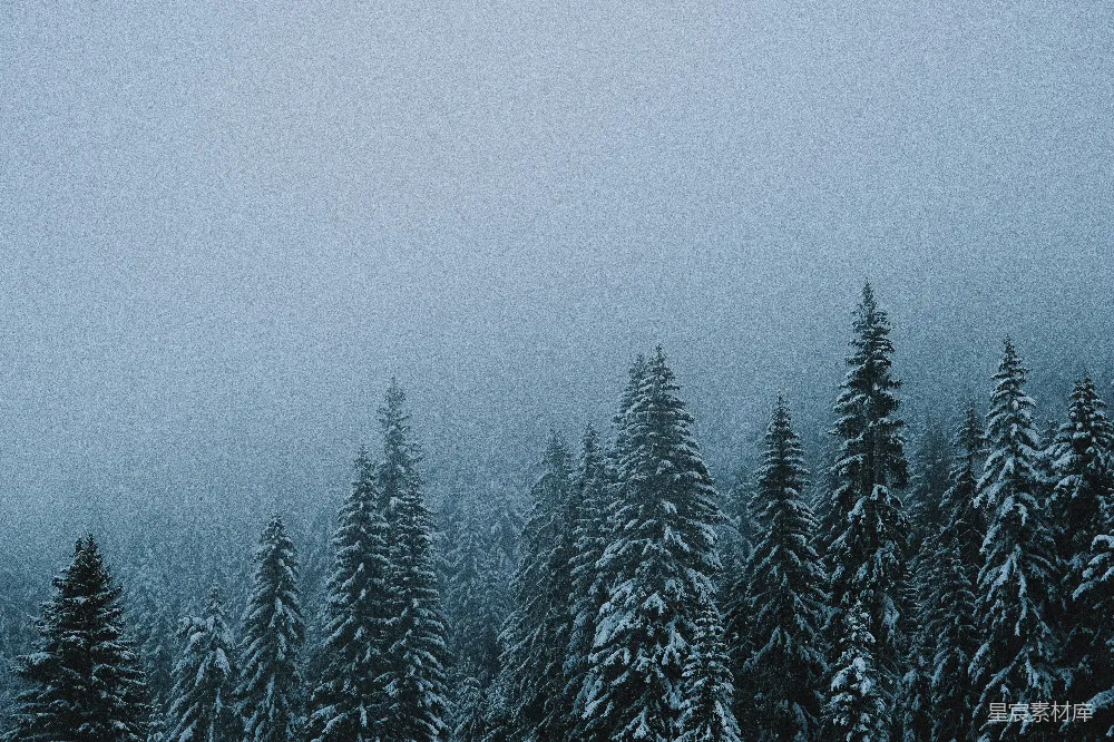 高清摄影 绿松树覆盖着白雪