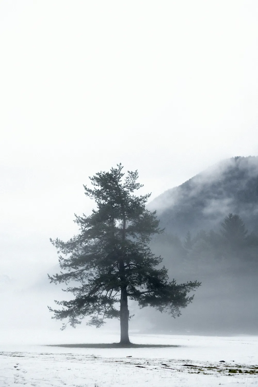 高清摄影 雪原中一棵孤树，背景是群山。