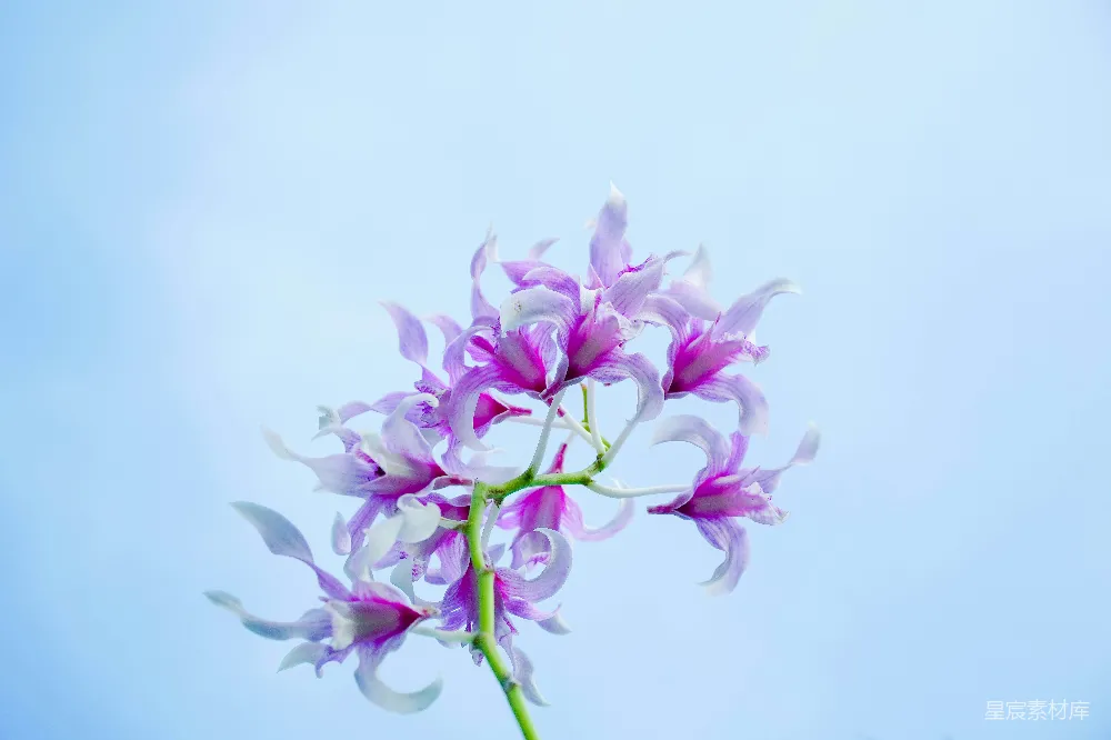 高清摄影 一朵花的特写镜头