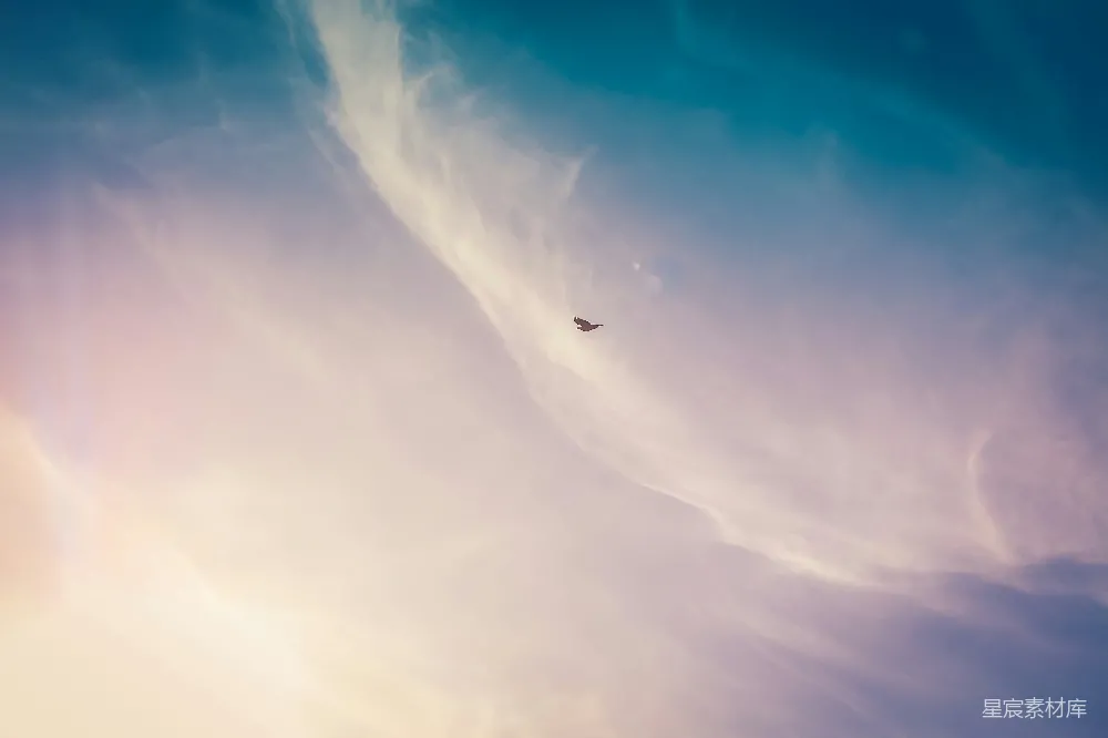 高清摄影 天空中飞翔的黑鸟
