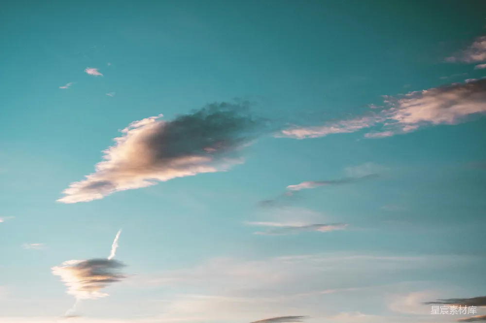 高清摄影 天空中飞翔的鸟儿
