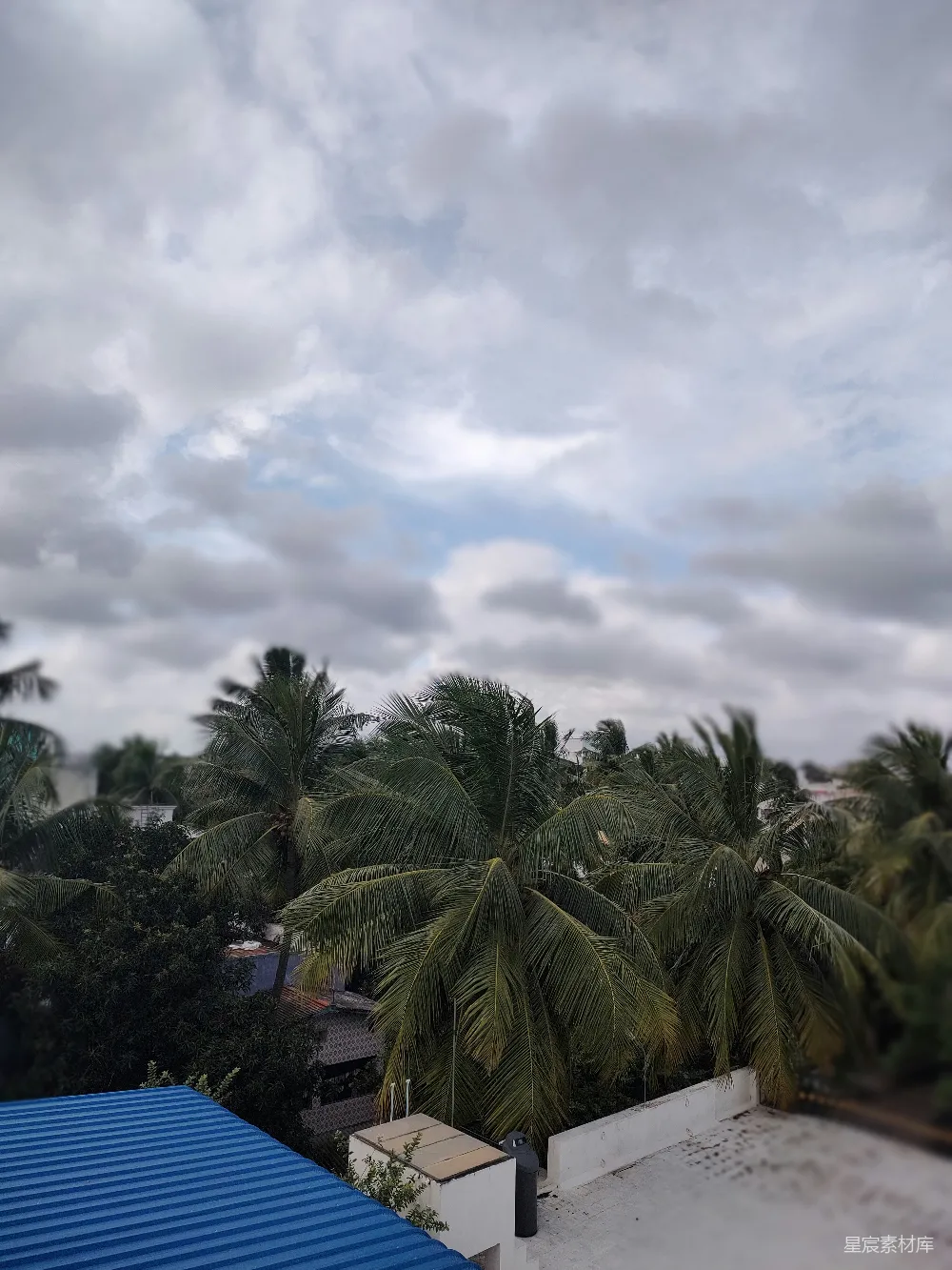 高清摄影  一些棕榈树的景象和一片蓝色屋顶的视角