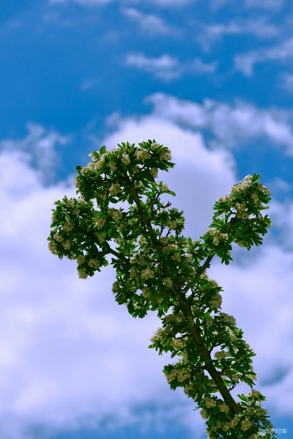 高清摄影 树前有一枝白花在蓝天下