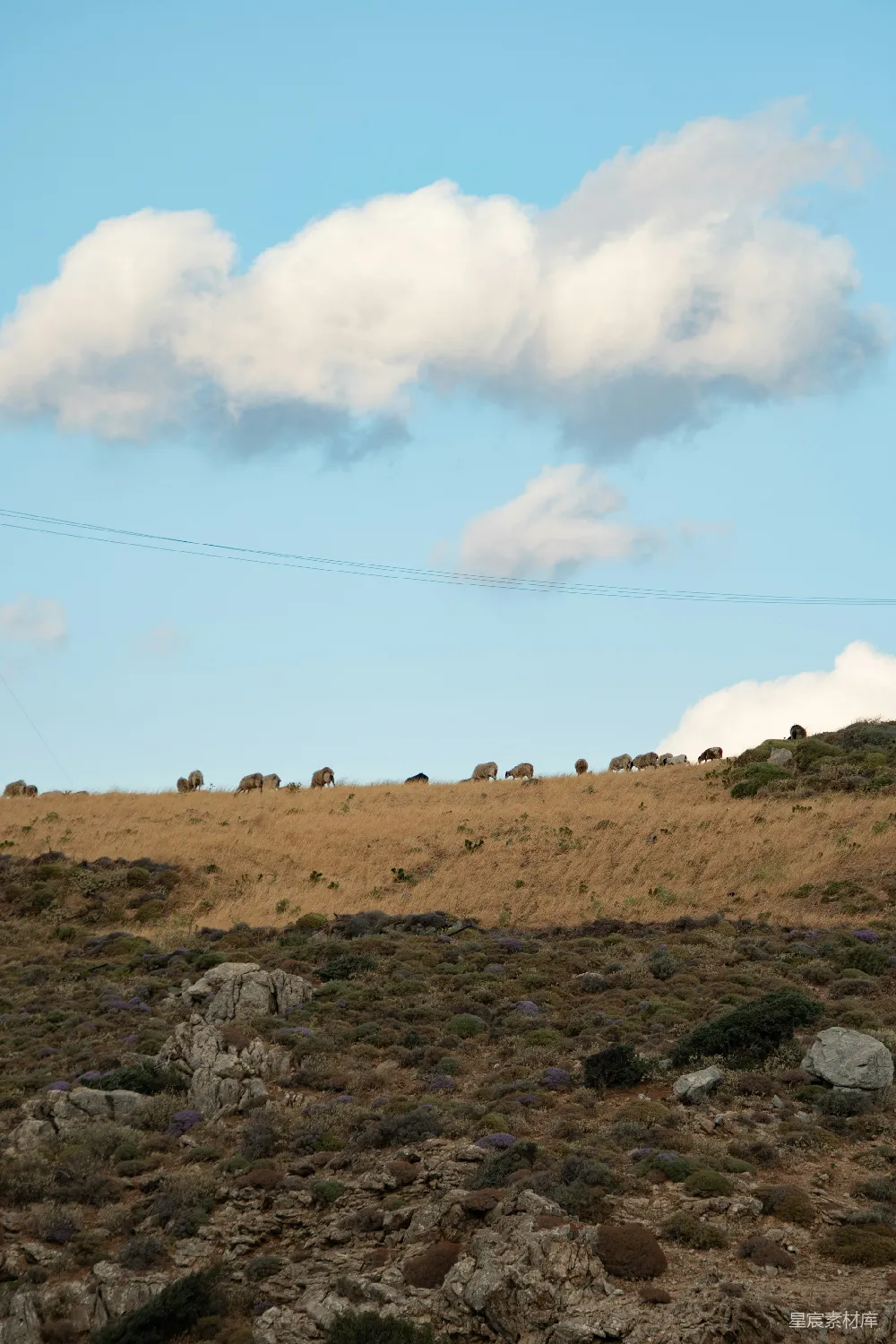 高清摄影 一群动物在干草地上 grazing。