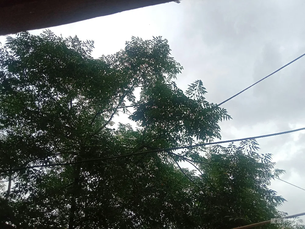 高清摄影 一只鸟停在了一条电线之上。