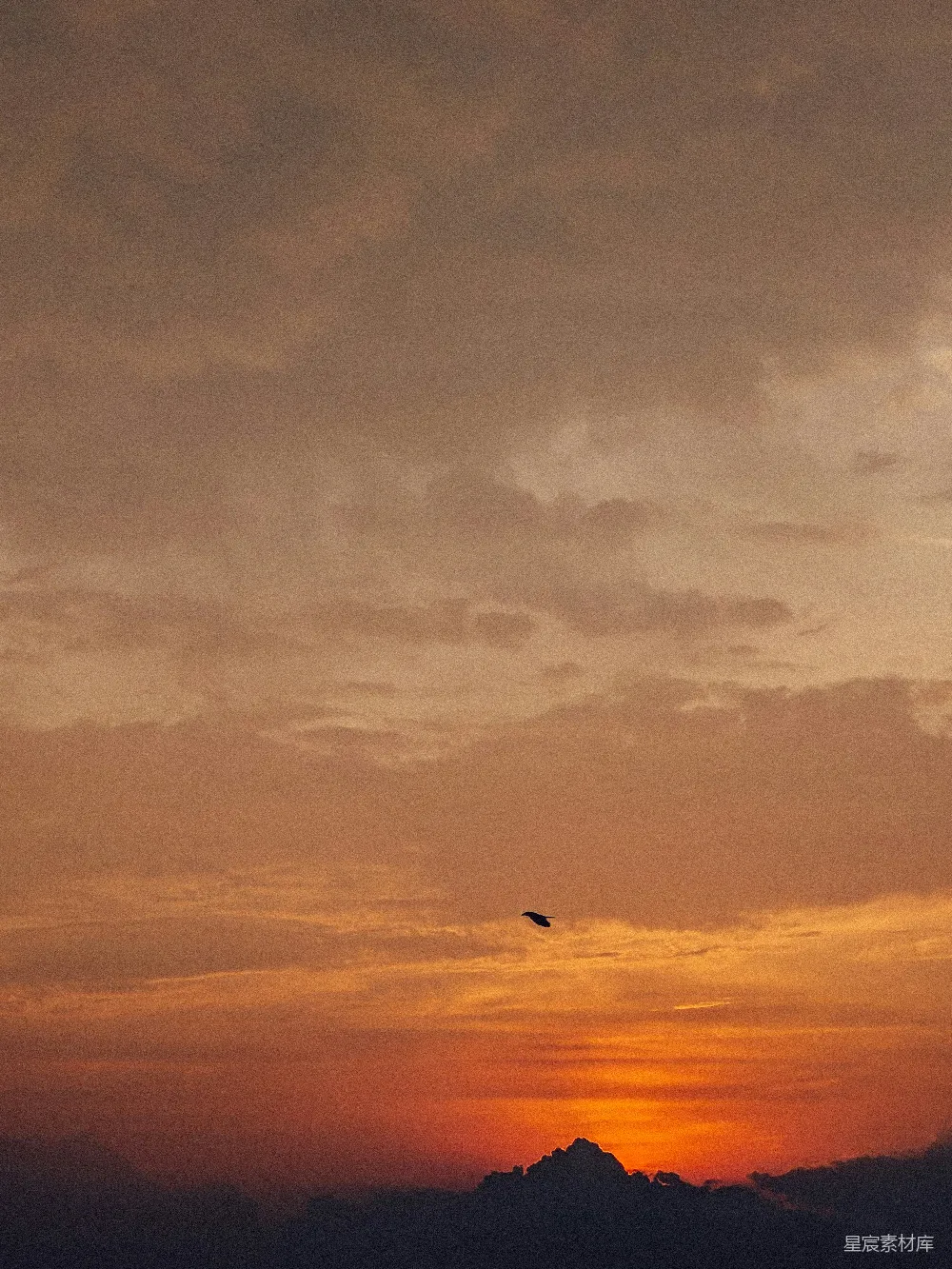 高清摄影 天空中一只鸟在日落时飞翔
