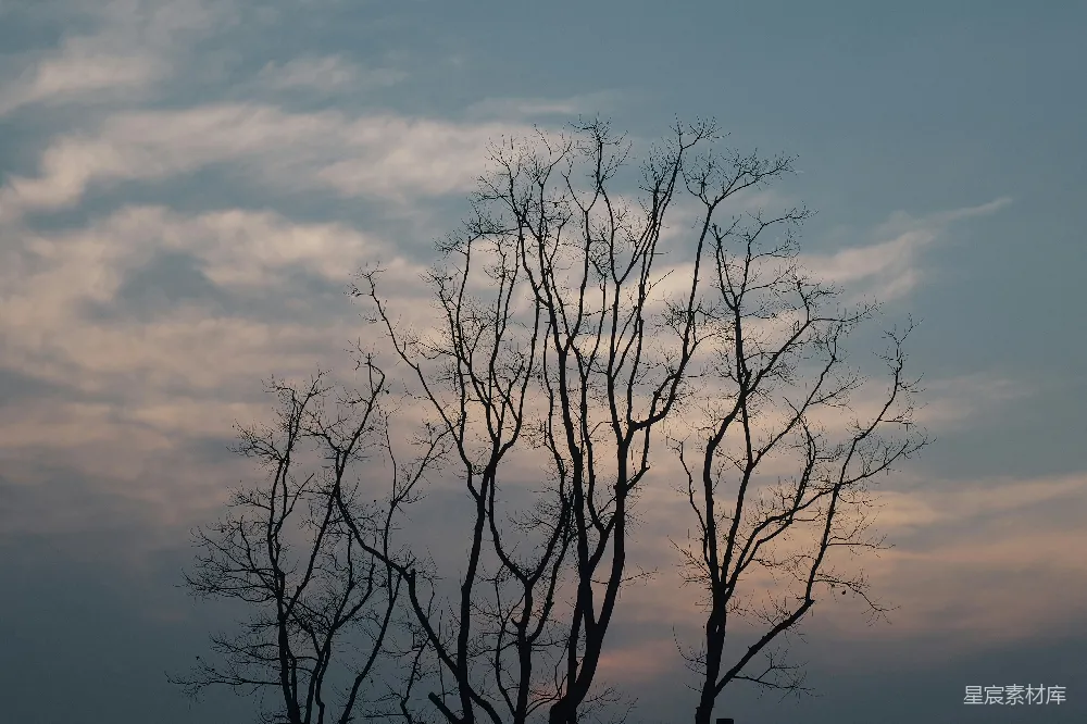 高清摄影 黄昏时分，枯枝败叶的树干与阴云相映衬。