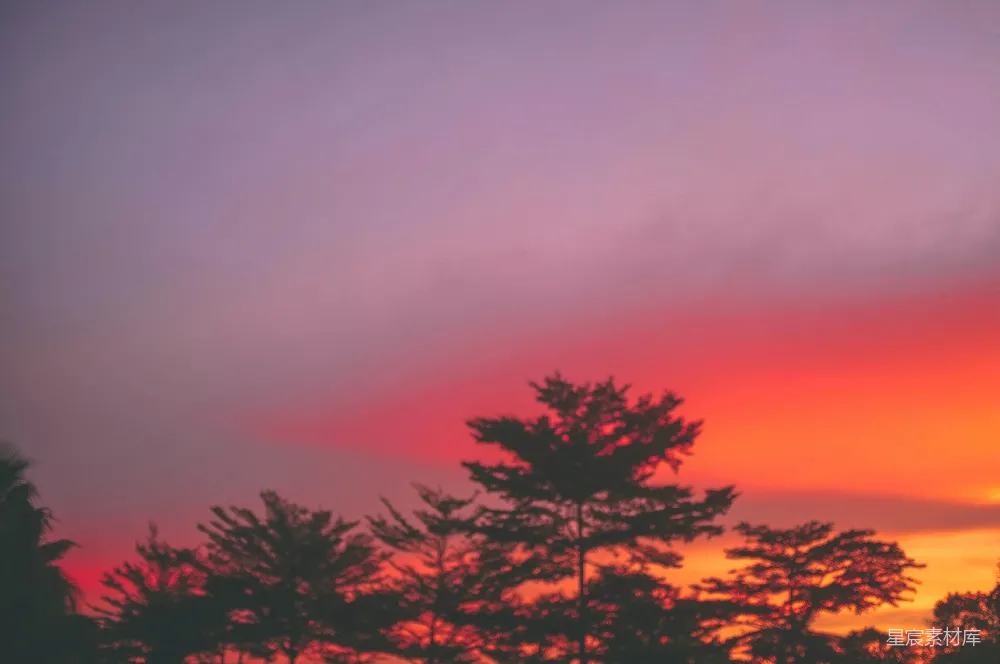 高清摄影 金色夕阳下树木的轮廓