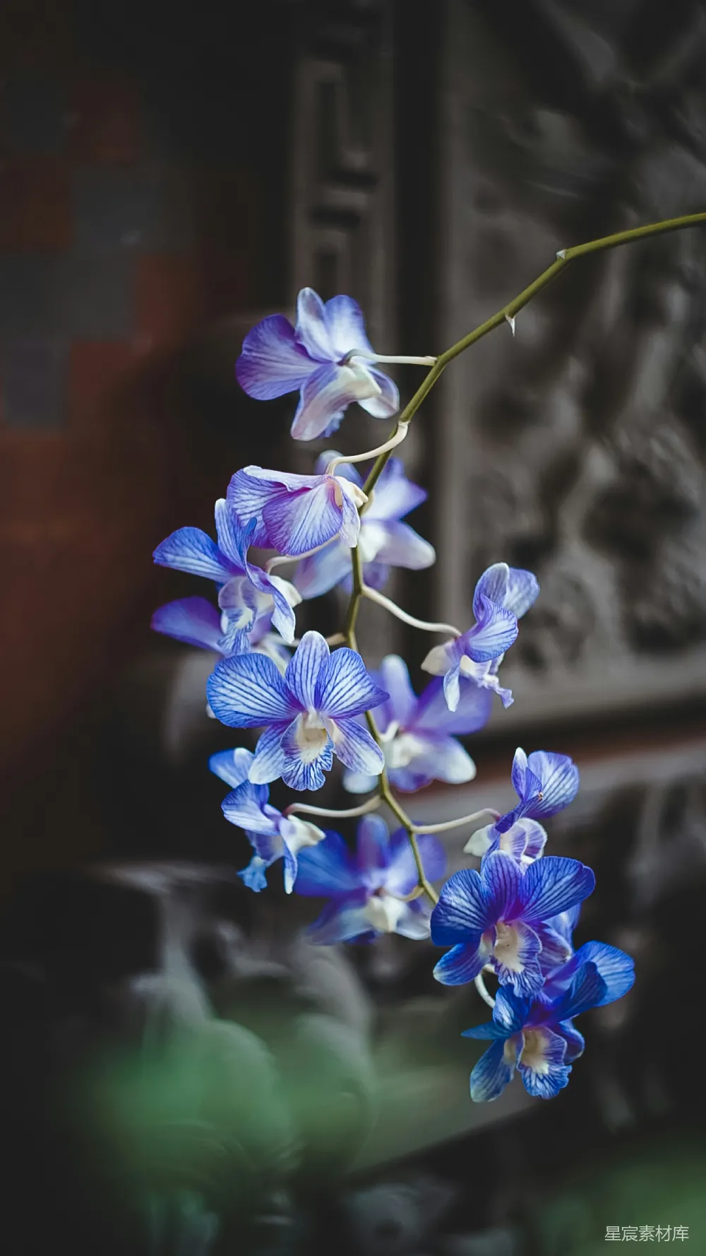 高清摄影  蓝白花朵在倾斜透视镜头中