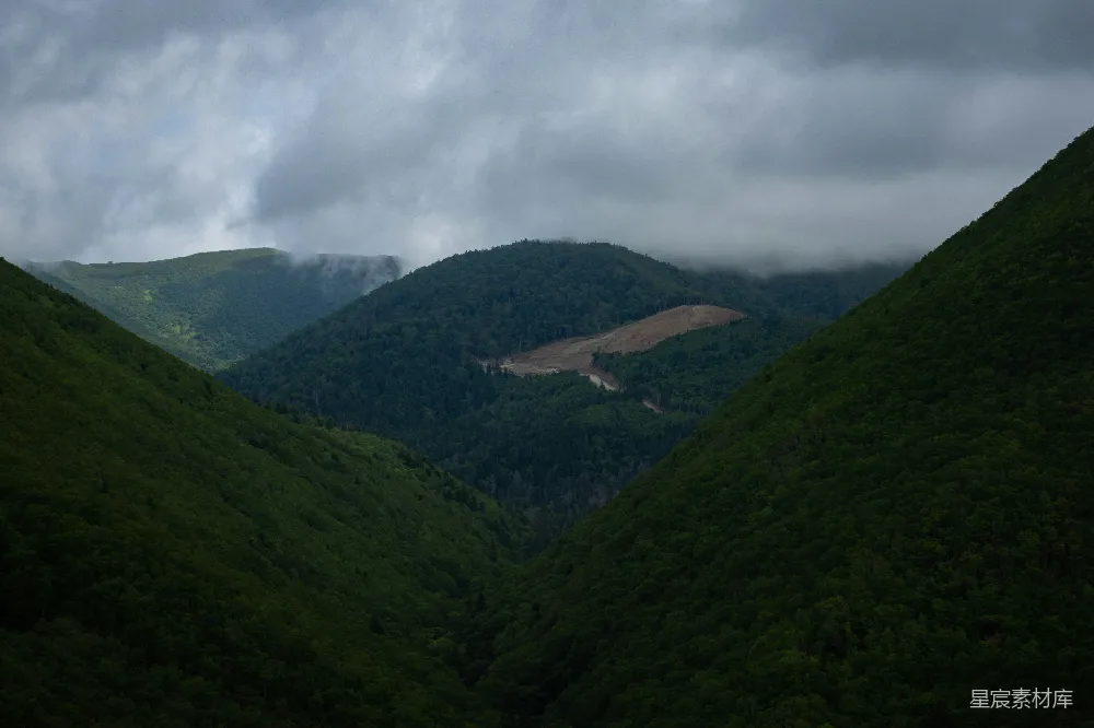 高清摄影 山谷中一片林间的景象