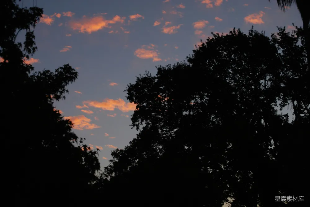 高清摄影 夕阳下的树影轮廓