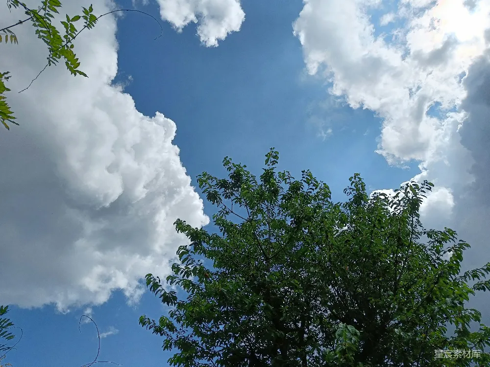 高清摄影 天空中一棵树和一些云的景象