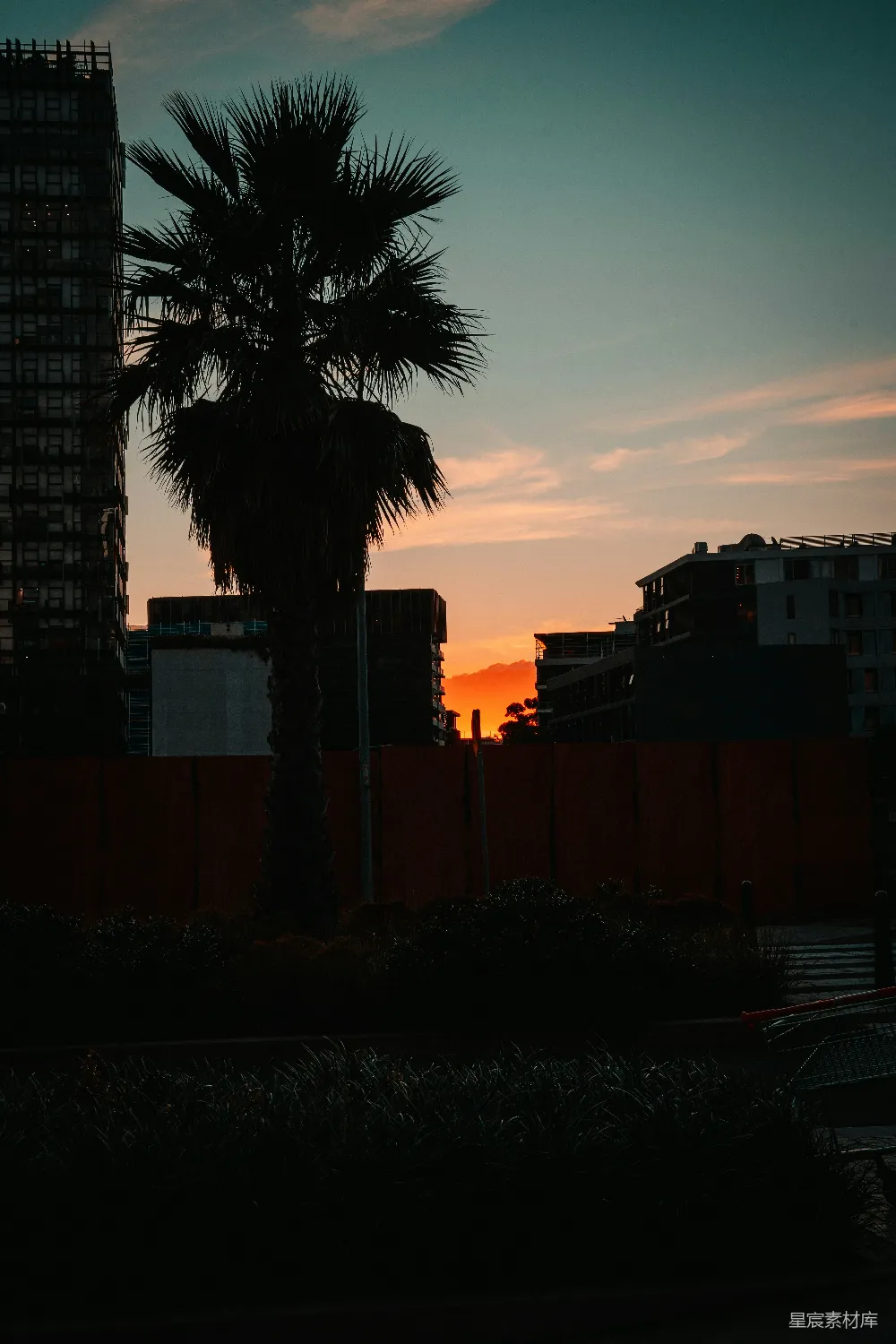 高清摄影 夕阳下的棕榈树