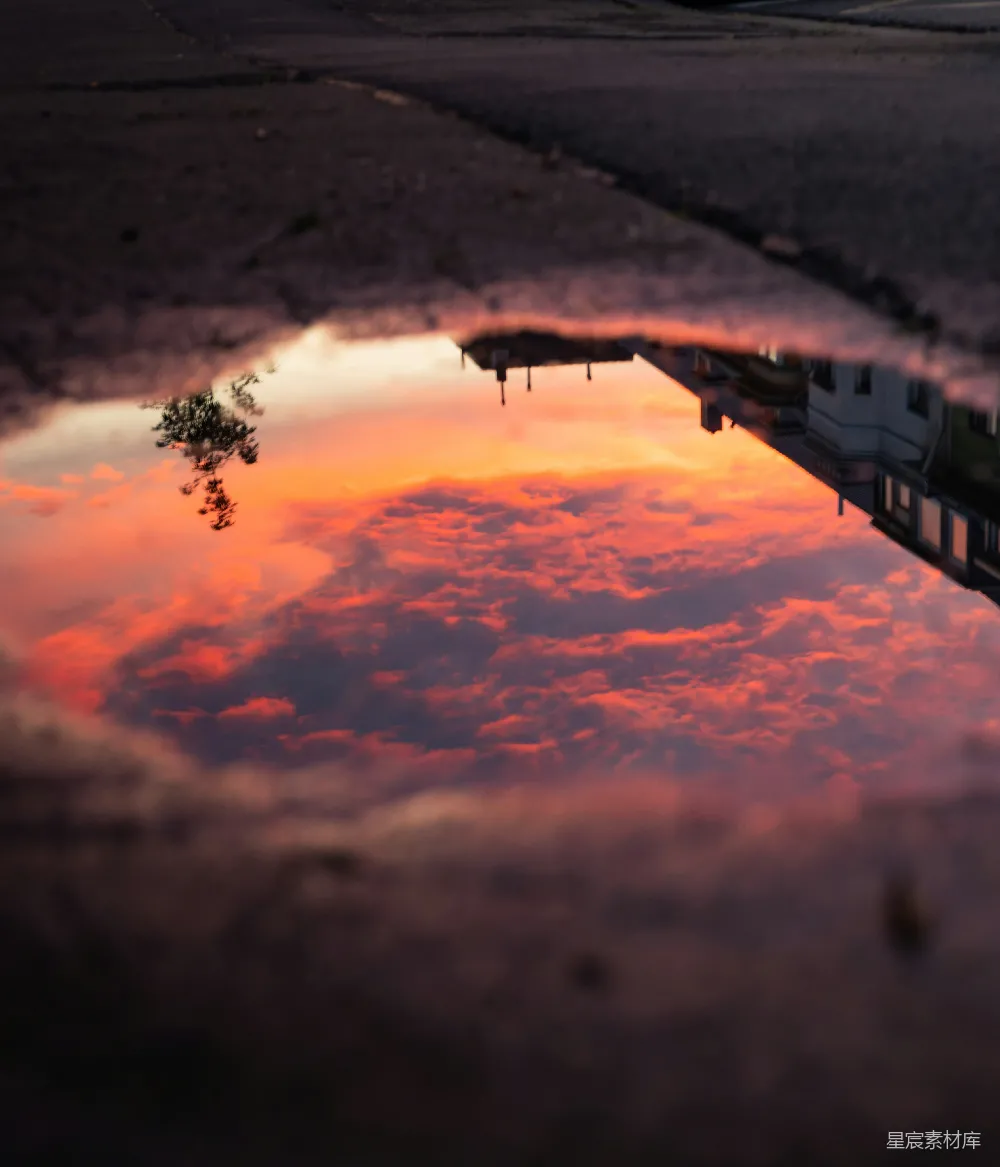 高清摄影 夕阳下的树影轮廓