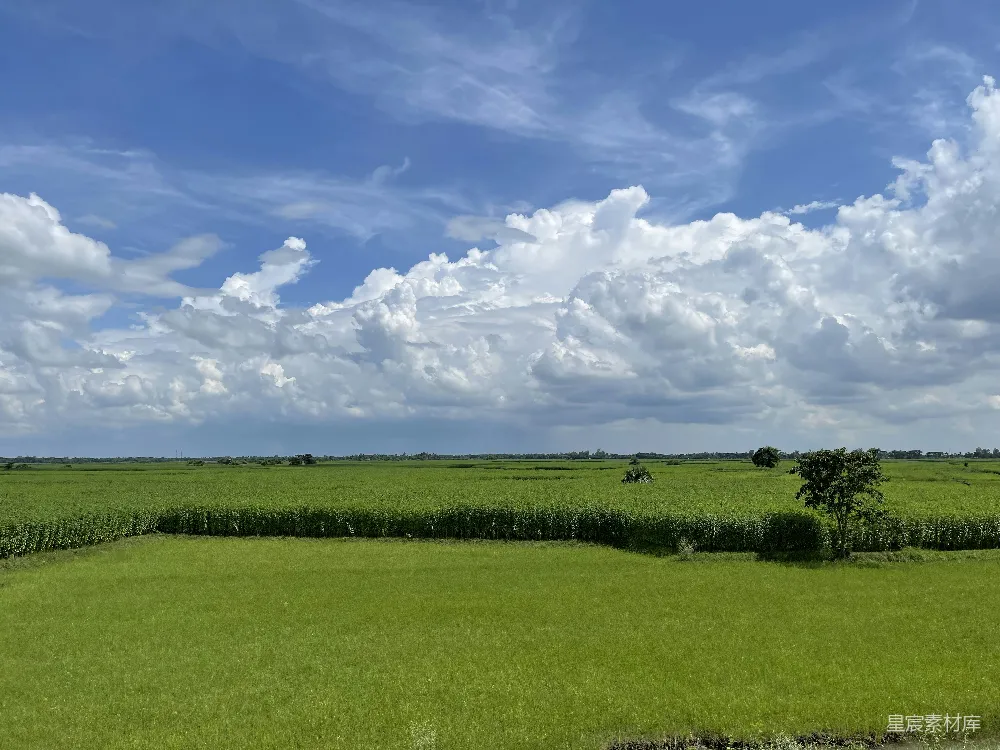 高清摄影 一大片绿色的田野
