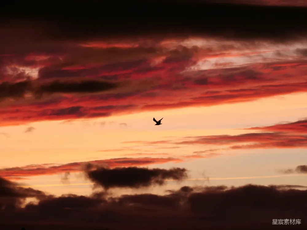 高清摄影 一只鸟飞过一片壮观的夕阳天空。