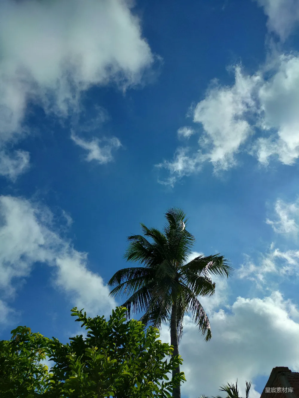 高清摄影 一棵棕榈树和天空中的几朵云