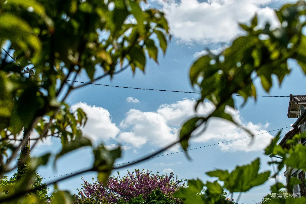 高清摄影 开花的树