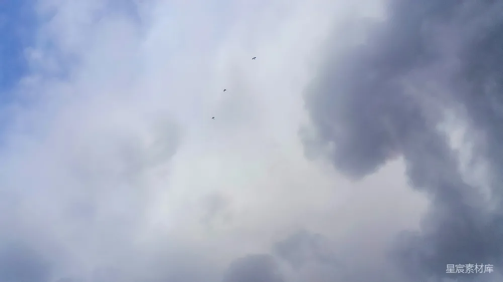 高清摄影 一群鸟在云层间飞翔