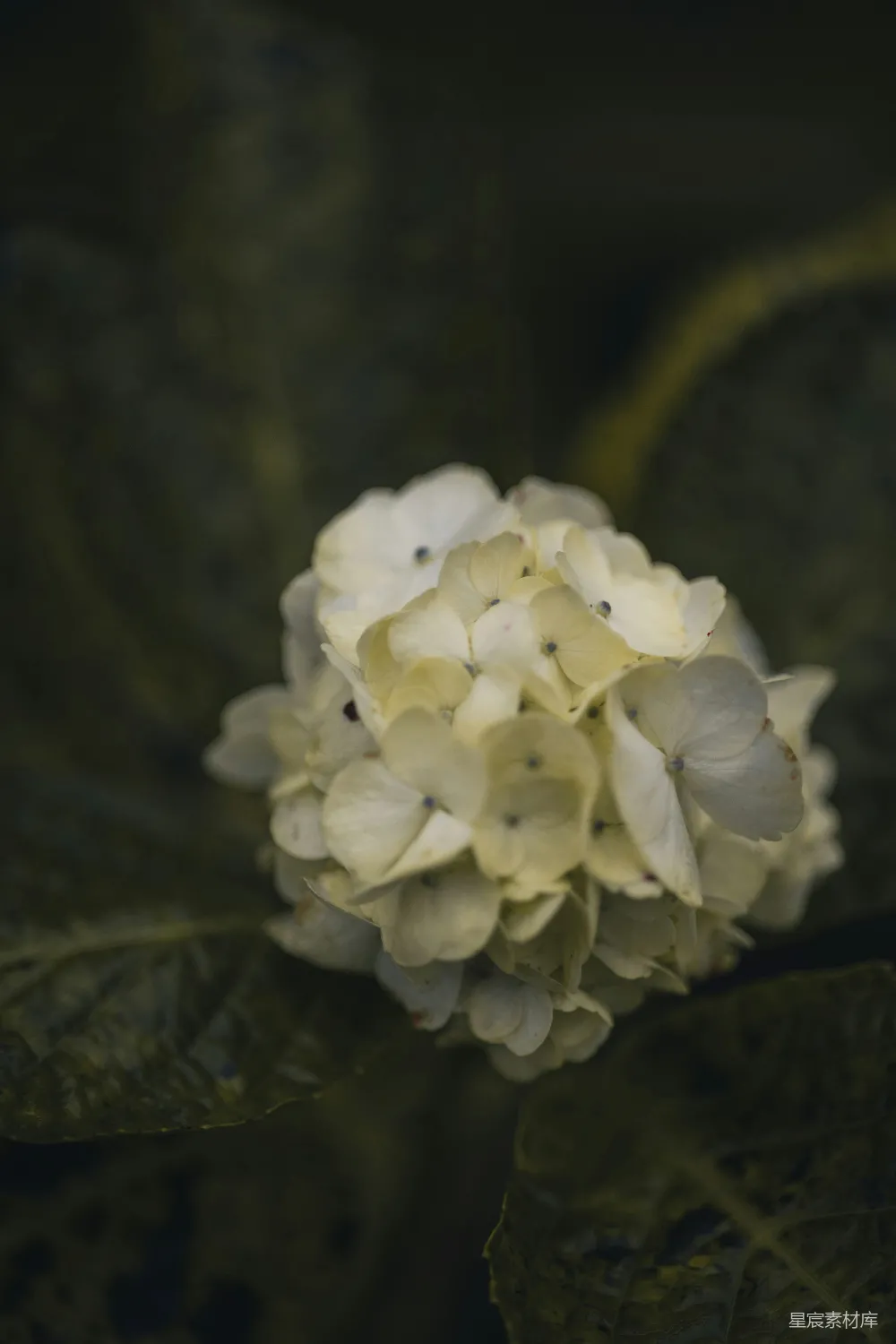 高清摄影 一朵白色的花的特写镜头，位于一片绿色的叶子上
