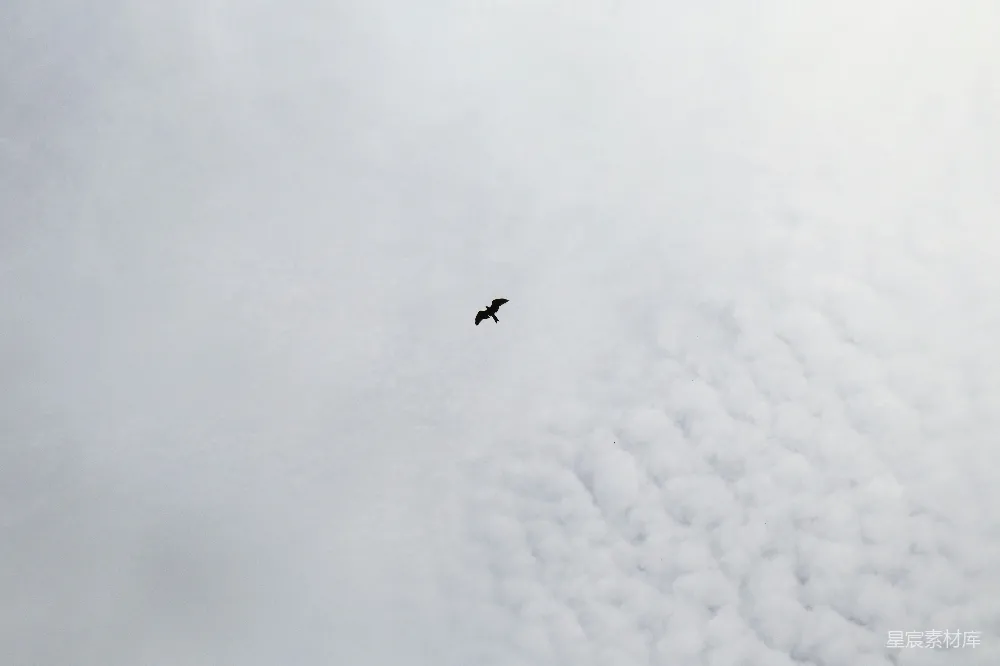高清摄影 天空中一只鸟在高处飞翔