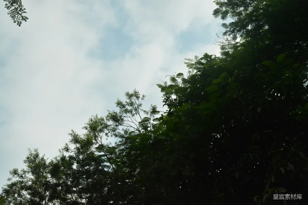 高清摄影 路障前有一些树。