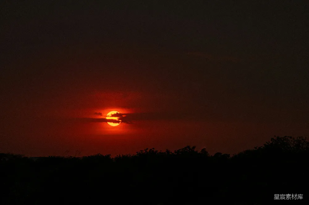 高清摄影 夕阳下的树影轮廓