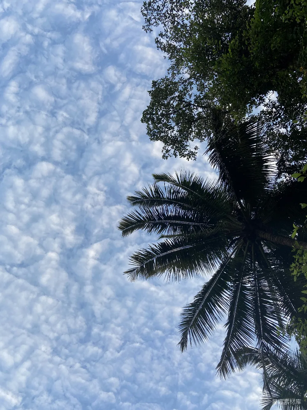 高清摄影 背景是蓝天的一棵棕榈树