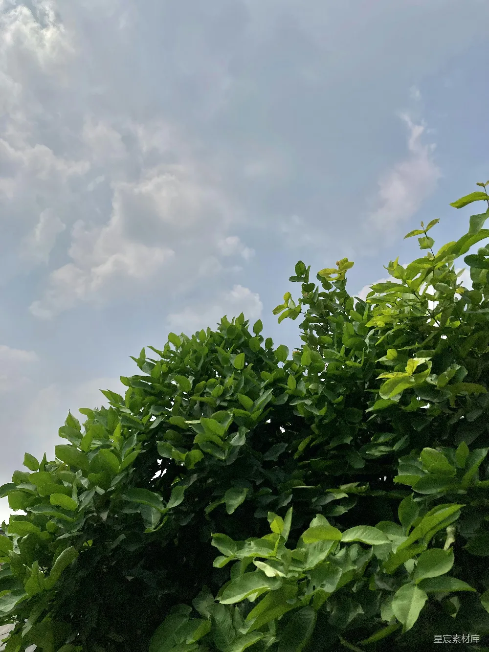 高清摄影 一群绿色植物