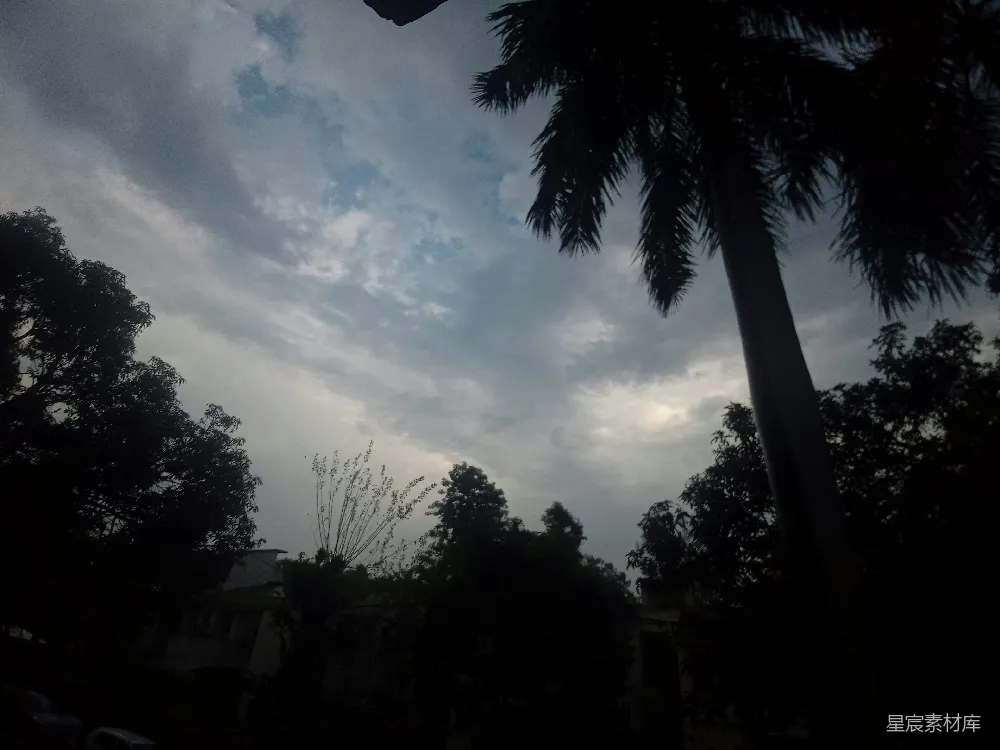 高清摄影 一棵棕榈树的轮廓映衬在阴云密布的天空中