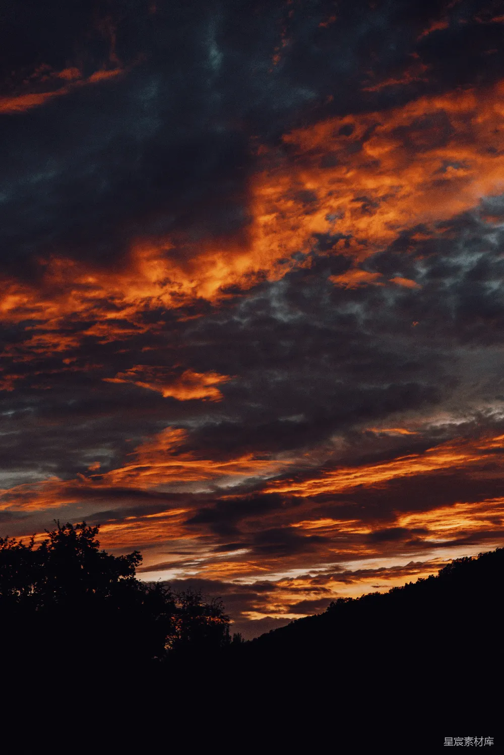 高清摄影 夕阳下树影的轮廓图在阴云之中