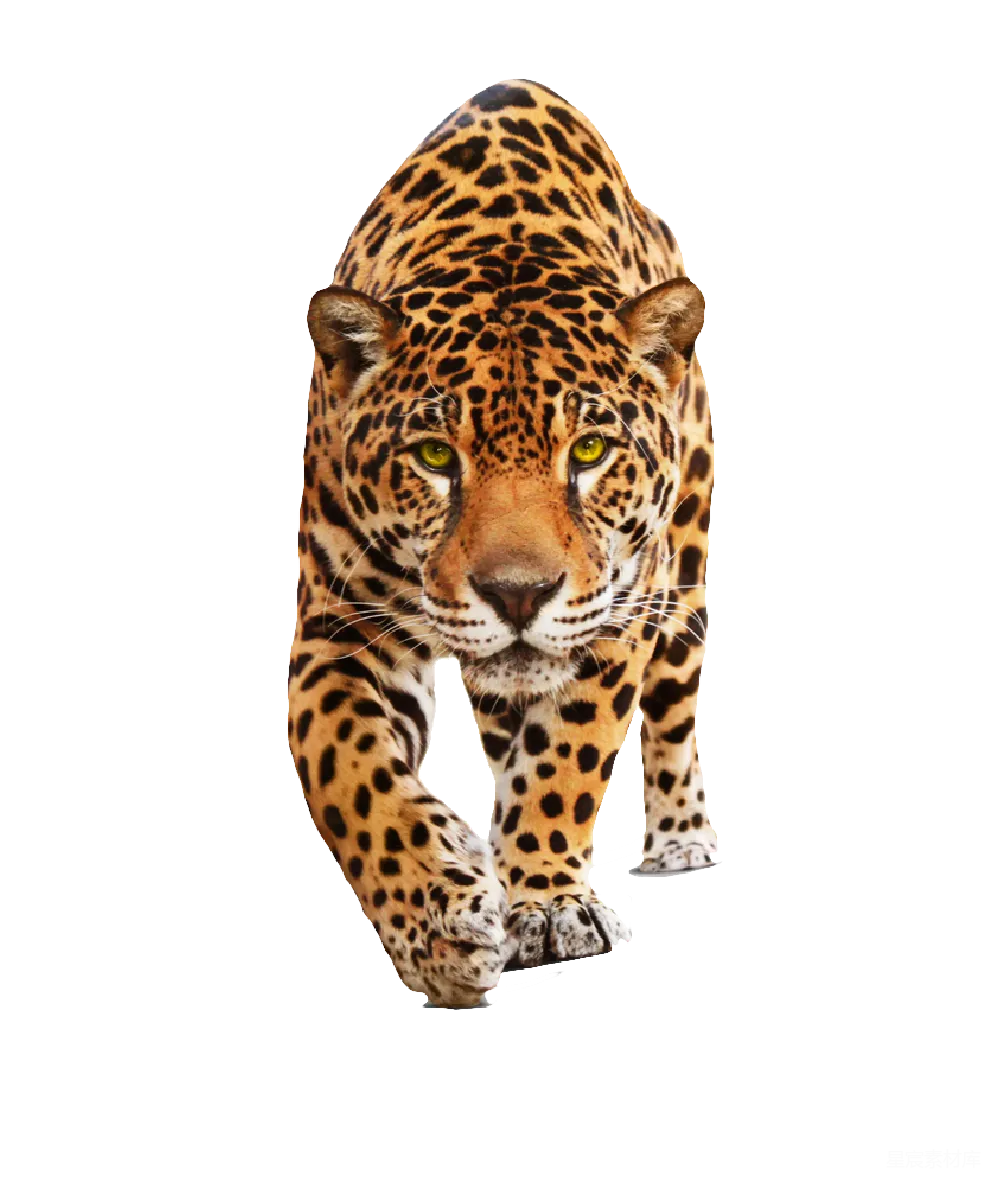 元素素材 jaguar