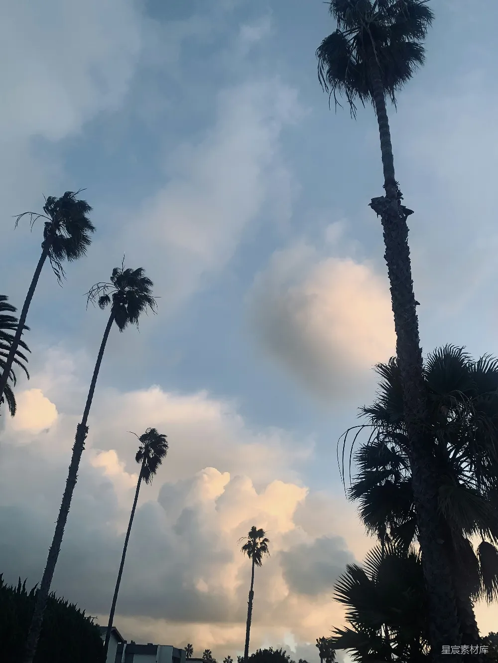 高清摄影 一群棕榈树在背景中云层密布的天空下