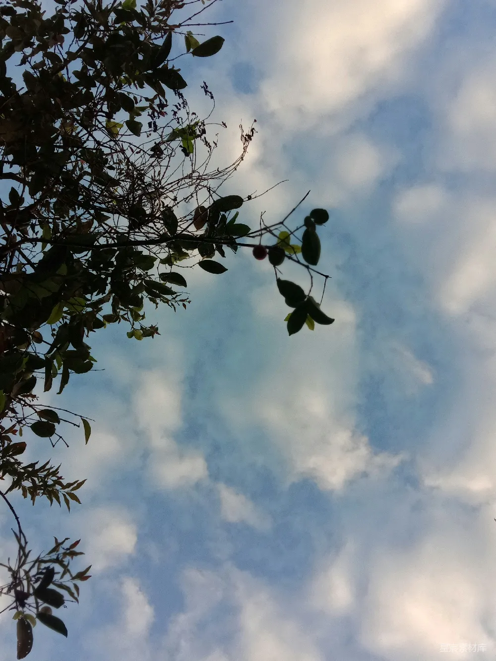高清摄影 白天绿树下的白云蓝天