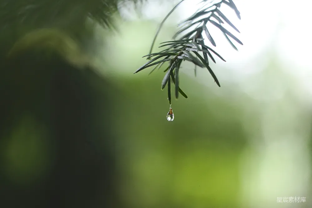 高清摄影 绿叶上的水露