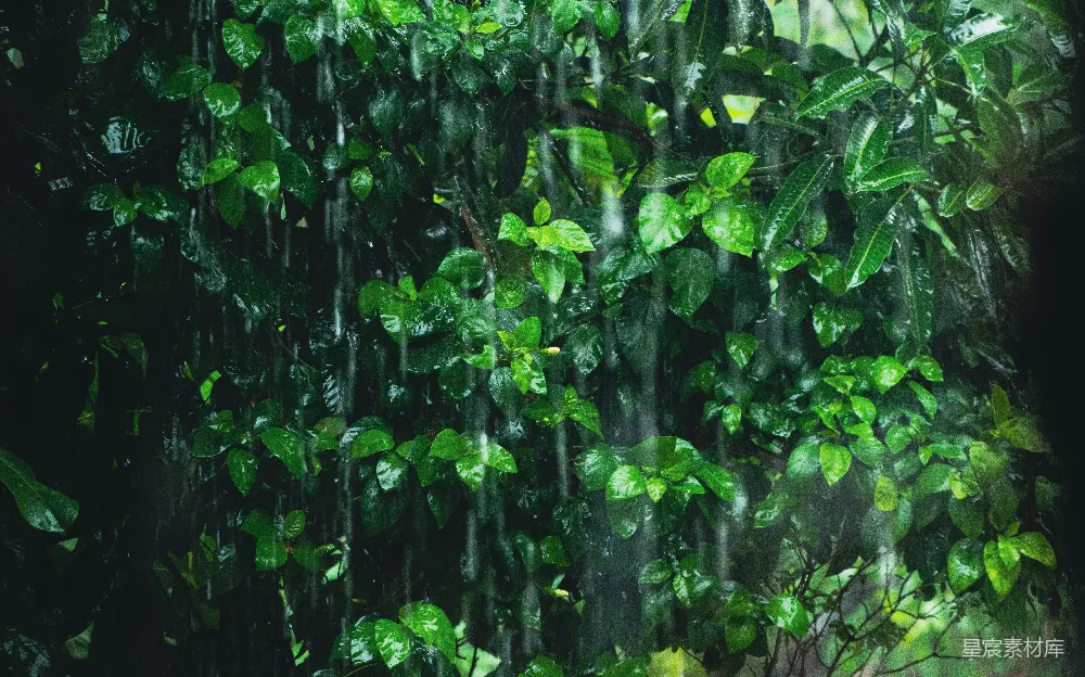 高清摄影 雨中一棵繁叶茂密的绿树