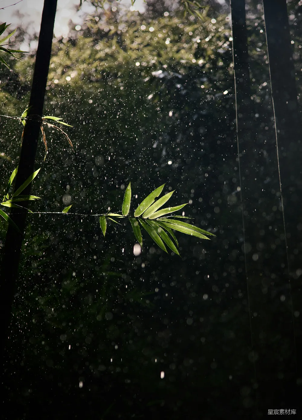 高清摄影 一幅竹树在雨中的画面