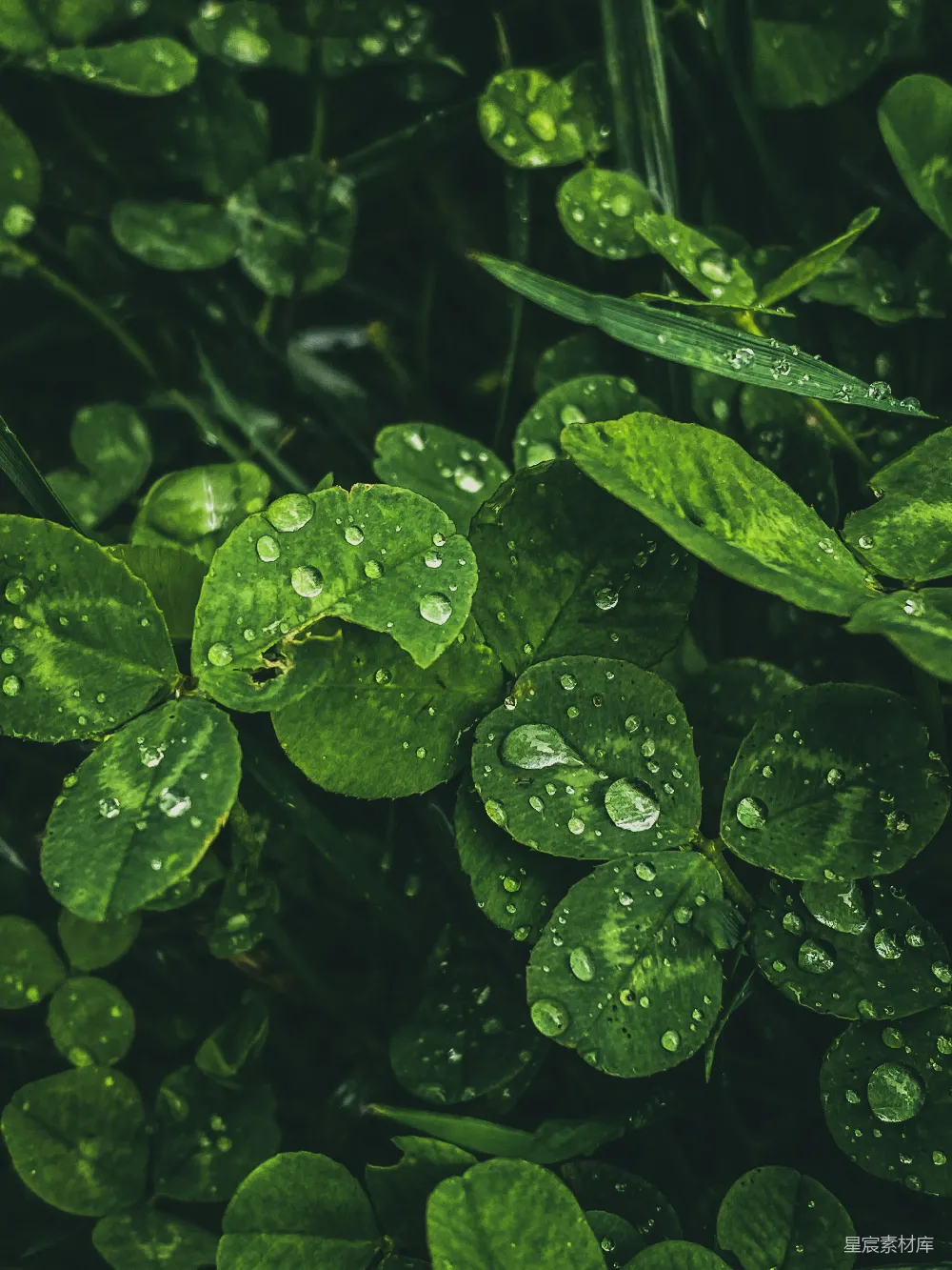 高清摄影 绿叶上的水珠