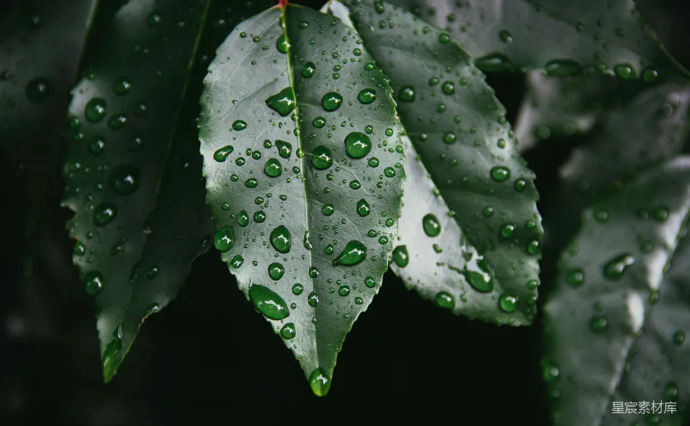高清摄影 绿叶上滴落的雨珠