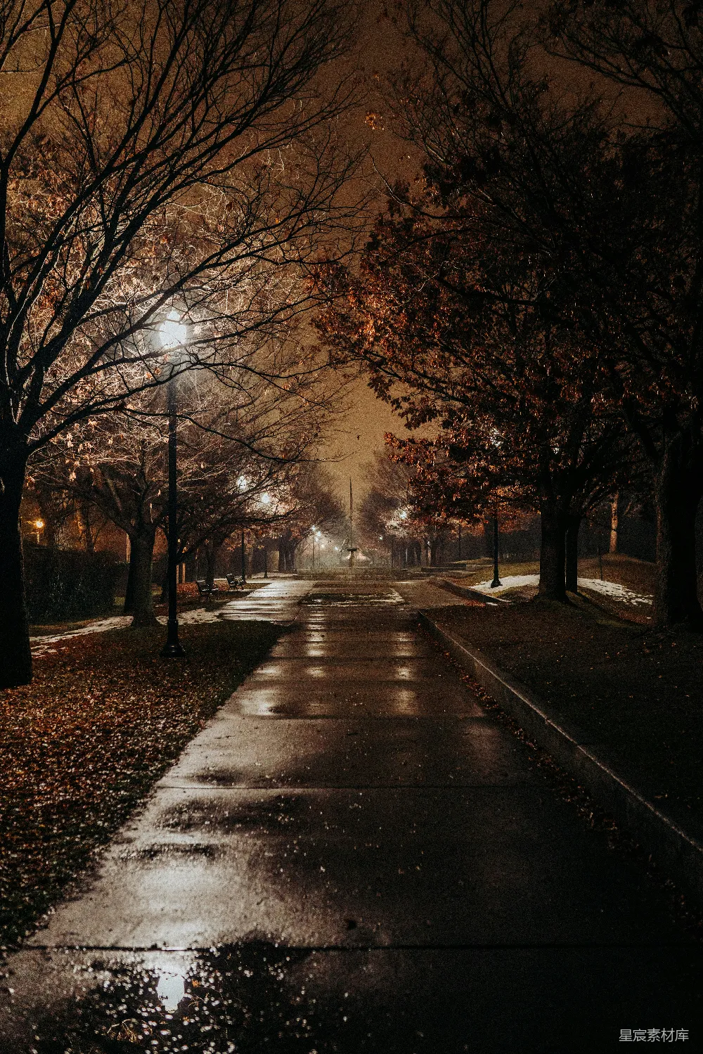 高清摄影 夜间道路上方有树木遮挡的景象