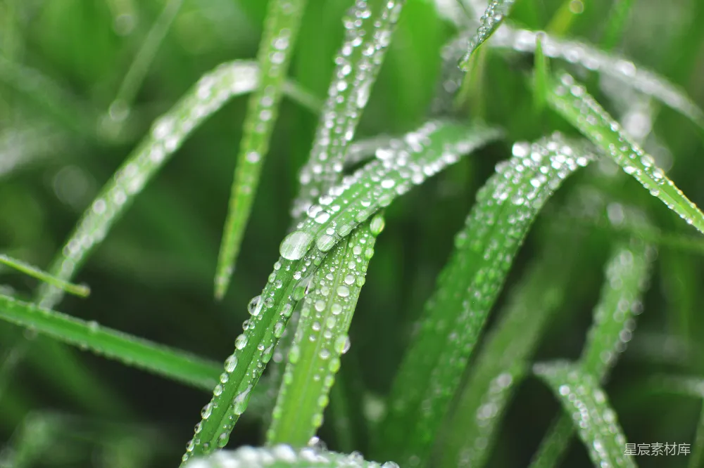 高清摄影 线叶上细小水珠的特写照片