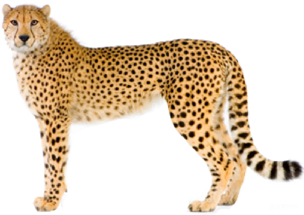 元素素材 元素 猎豹