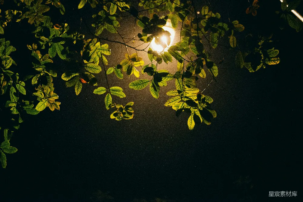 高清摄影 阳光下的绿叶