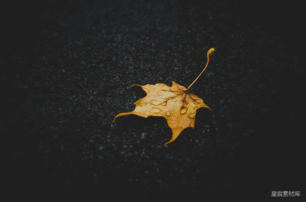 高清摄影 暴雨季节中棕色枫叶的特写摄影