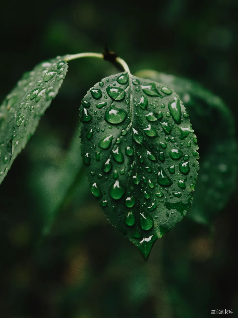 高清摄影 绿叶上的水珠