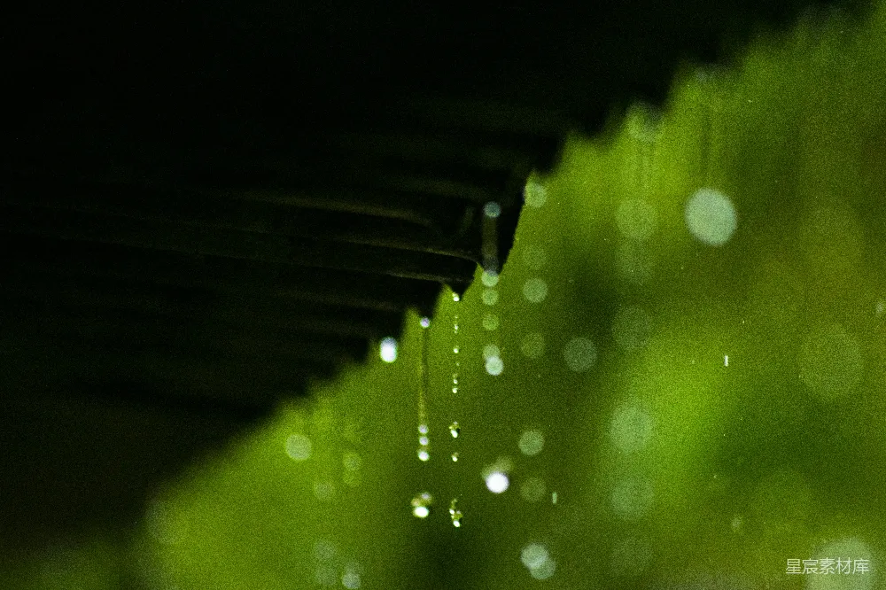 高清摄影 绿色植物上水珠的特写镜头