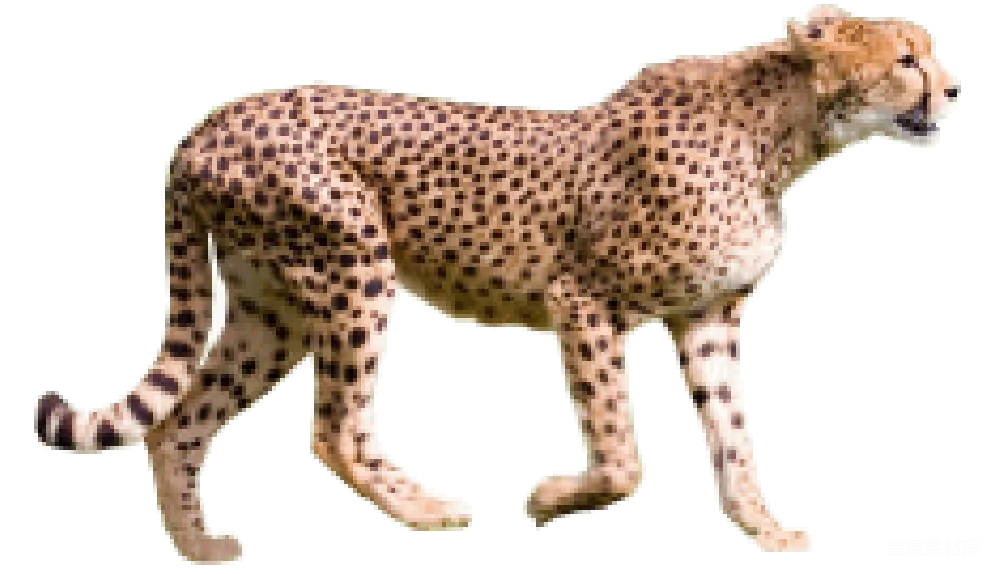 元素素材 元素 猎豹