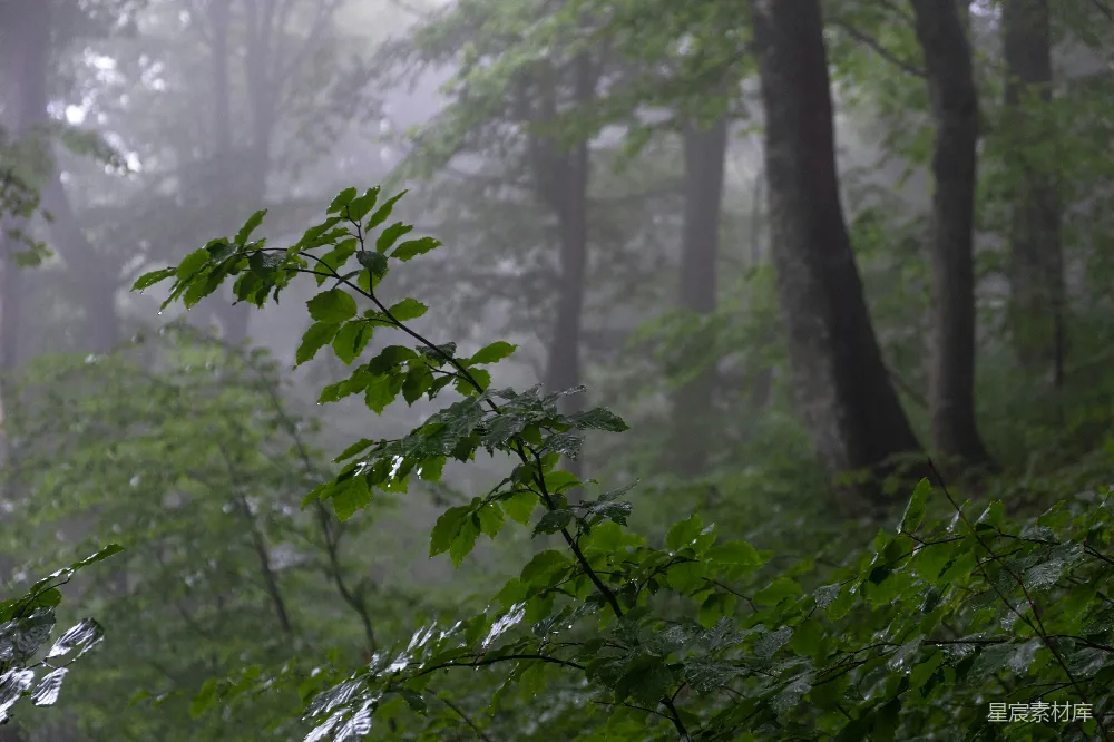 高清摄影 满是大树，树叶上覆盖着雨水的森林